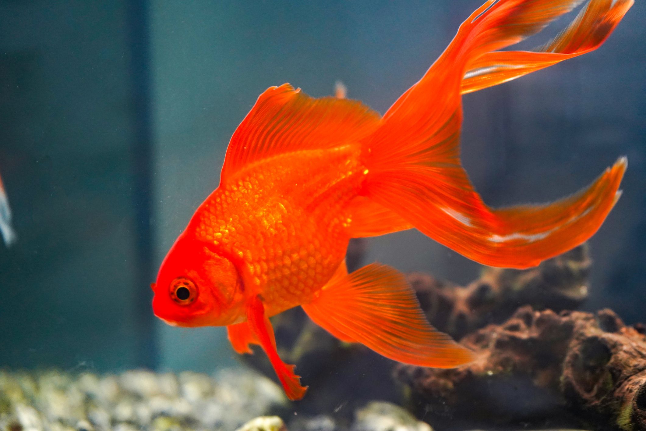 how long do goldfish live