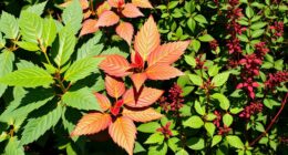identify poisonous plant features