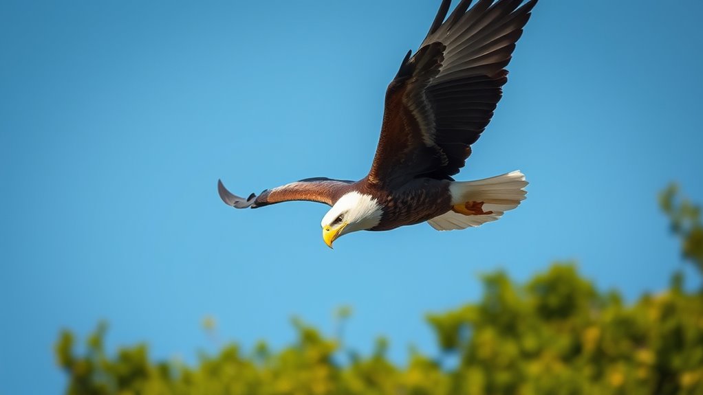 wildlife lens selection criteria