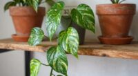 essential houseplant care habits