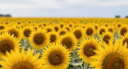 impact of lens selection