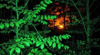 infrared imaging technologies